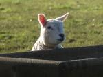 Image: Sheep looking over fence